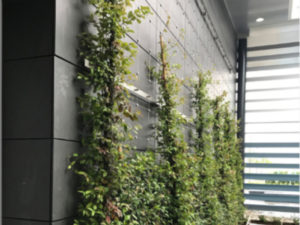 Green wall